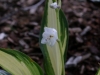Cool as a Cucumber Flower