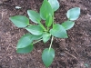 Hosta Montana