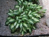 Undulata Mediovariegata