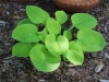 Maui buttercup