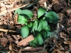 Green Mouse Ears