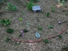 Miniature Hosta area