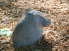 Hippo that watches over Rhino Hide