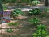 Pathway to More Hostas
