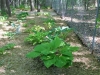 And More Hostas