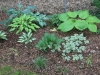 Hostas