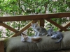 Lots of kittens making themselves at home