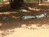 Out by the pool in the heat of the day the adult cats try to stay cool