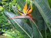 Bird of Paradise