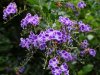 Beautiful Gardens
