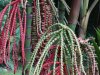 Palm Blooms