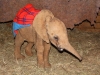 So tiny