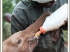 Kithaka drinking milk