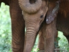 Naipoki curls her trunk over Kithaka