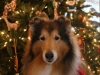 Christmas 2016 - Winner of Best Looking Dog Eaton County, MI 2016