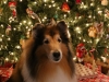 Lacey Christmas 2018