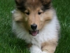Early Puppyhood