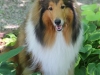 In the Shade Garden