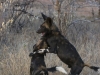 The local wild dogs are the big attraction here