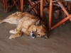 Buster, one of the friendly camp dogs