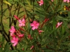 Lovely flowers on the grounds