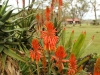 More beautiful flowers