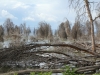 Lake Naivasha very surreal