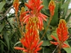 Lots of flowers on the grounds