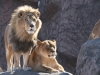 Watchful Lions