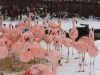 Flamingos in the Snow