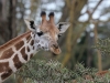 Friendly giraffe near the lodge