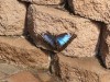 Blue Morpho