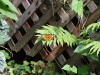 Tiger Striped Longwing