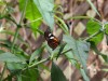 Tiger Striped Longwing