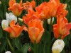 More tulips