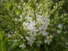 White lilacs