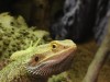 Bearded dragon and other non butterflies