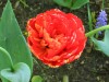 So many varieties of tulips