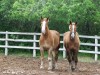 Horses on break from pulling carriages