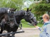 Driver gas us carrots to feed the horses