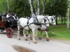 We met this driver at the stables