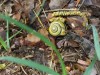 I spotted this snail in the leaves coming down one of the hills. Made for an educational lecture for some school kids.