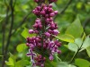 Lilacs about to bloom