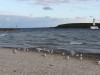 Gulls catching some breezes