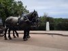 Love the horses