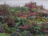 So many colors