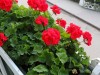 Enjoyed the garden tour where they told us about planting all the geraniums