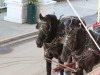 The horses were ready for another load