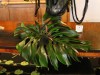 Flower arrangements in the hotel were interesting