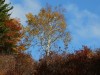 Fall colors are fading